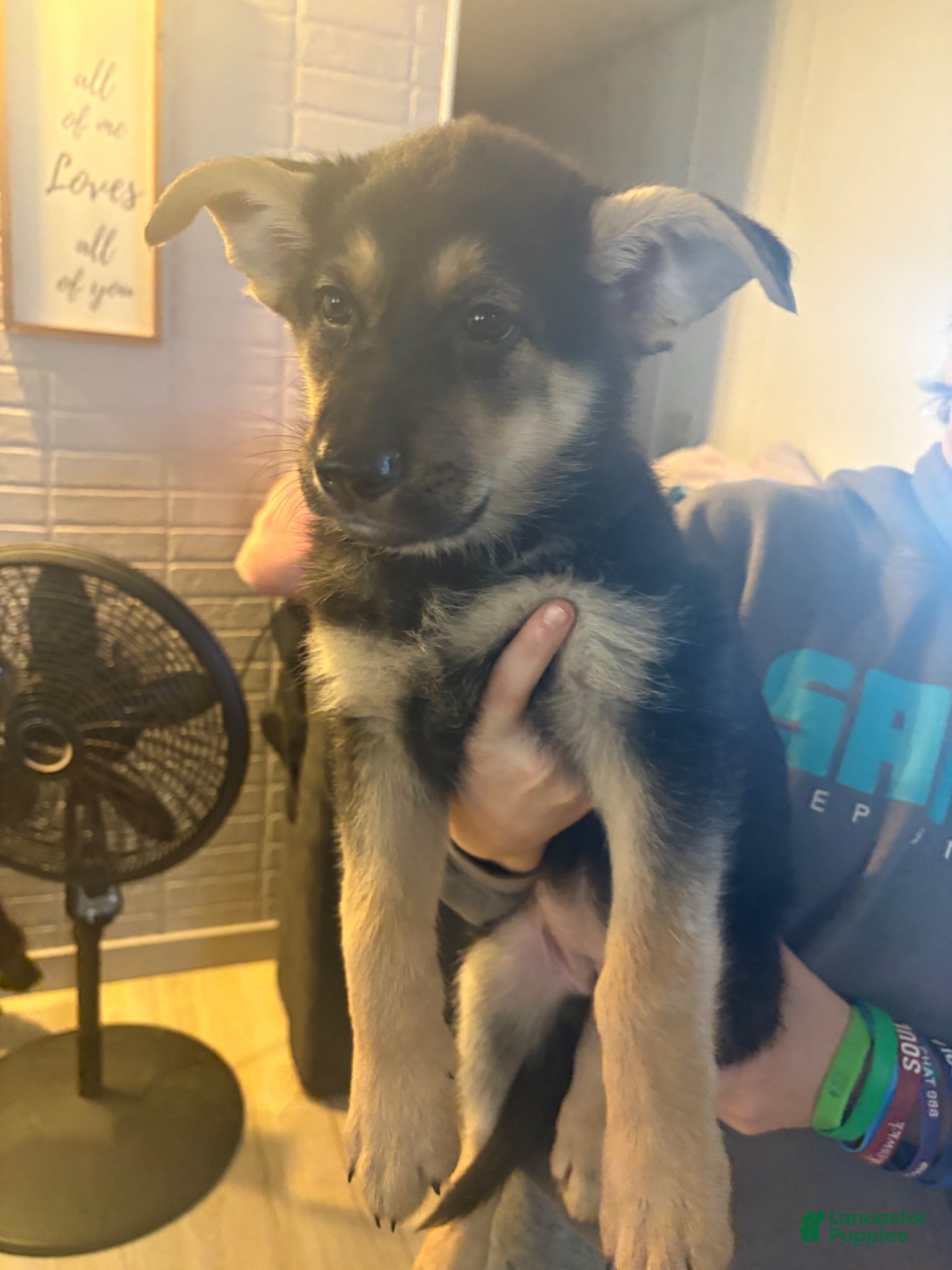 German Shepherd dogs German Shepherd Puppy 8 - Ad 37