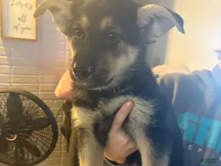 German Shepherd dogs German Shepherd Puppy 8 - Ad 37