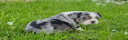 Mixed Breed dogs for sale: Mini Merle Girl - Ad 7