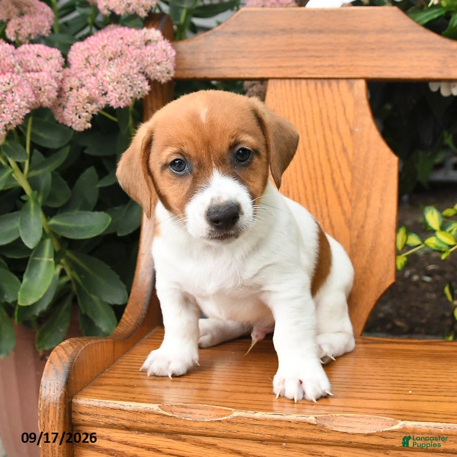 Jack Russell Terrier dogs Milo - Ad 2