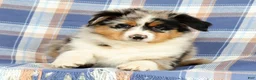 Australian Shepherd dogs for sale: Mae - Ad 3