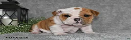 English Bulldog dogs for sale: Zakai - Ad 2