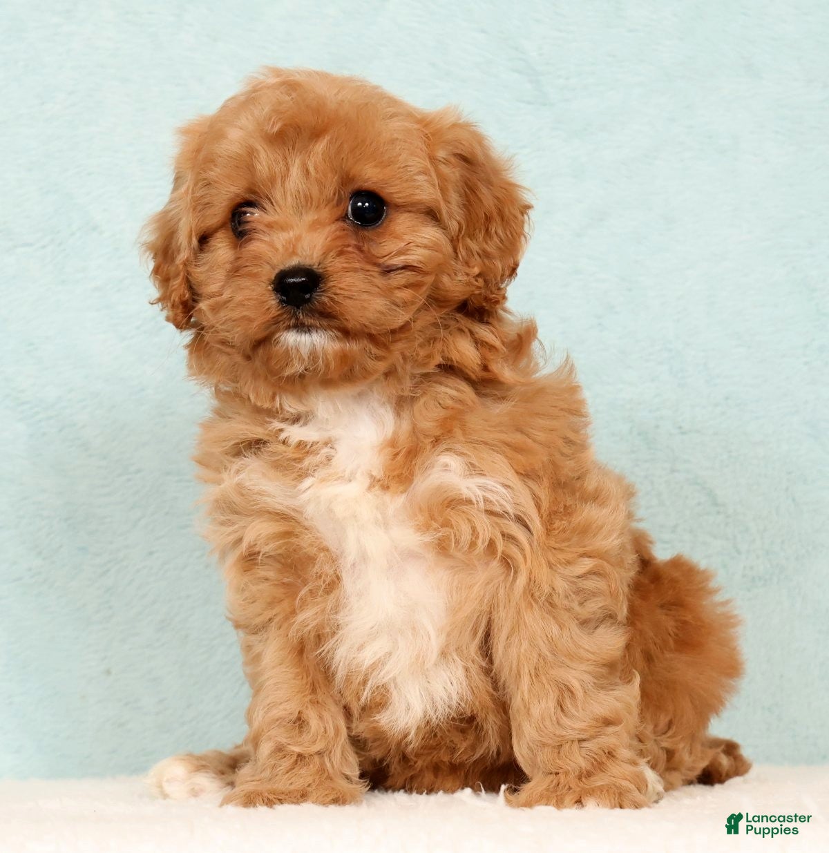 Cavapoo dogs Linda - Ad 2