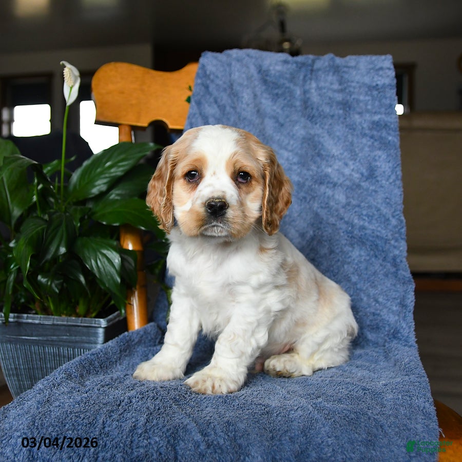 English Cocker Spaniel dogs Murphy - Ad 1