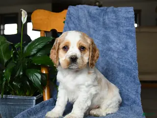 Cocker Spaniel dogs for sale: Murphy - Ad 2