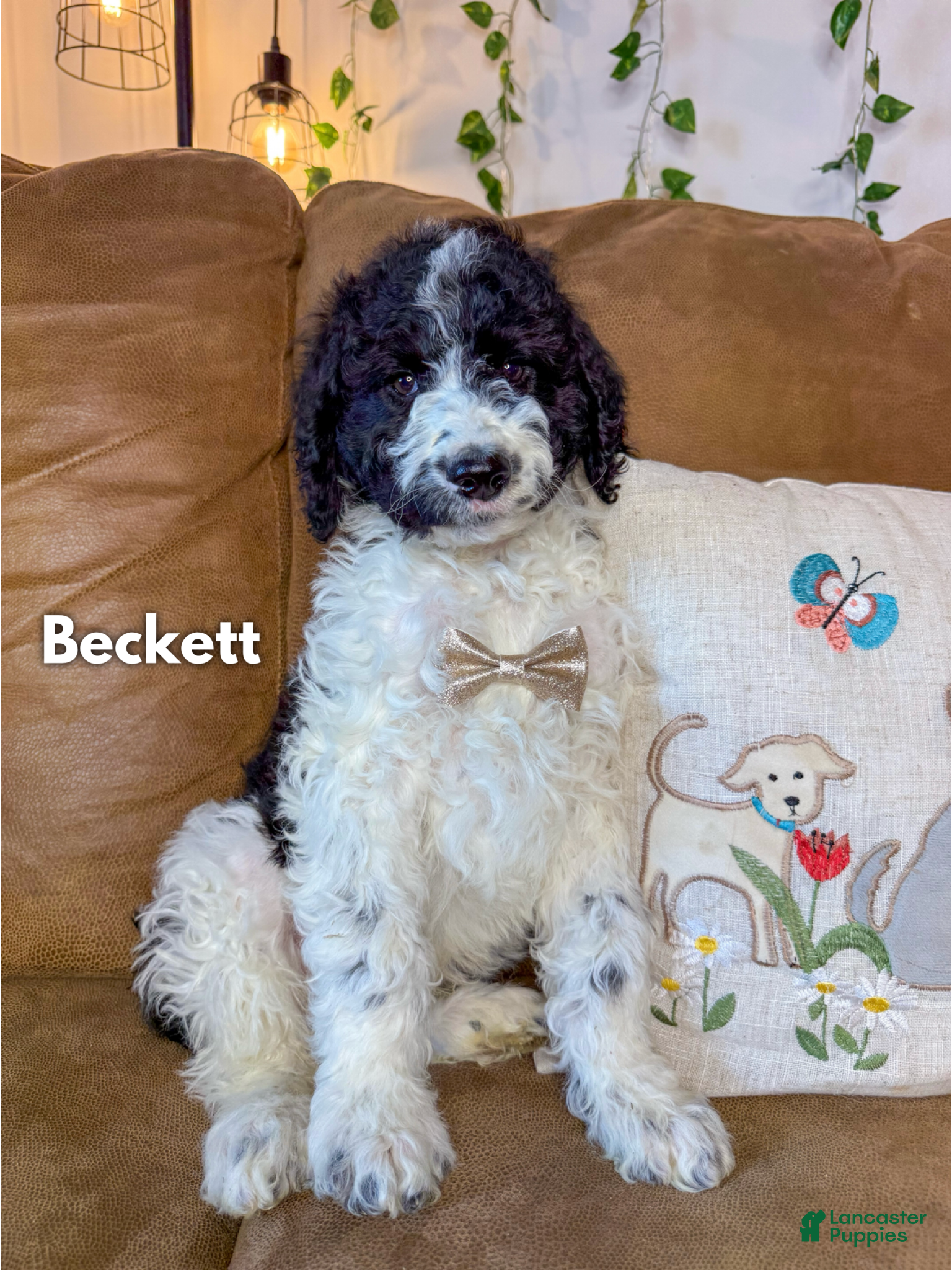 Saint Berdoodles dogs Beckett - Ad 1