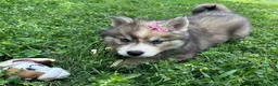 Siberian Husky dogs for sale: RUBY - Ad 27