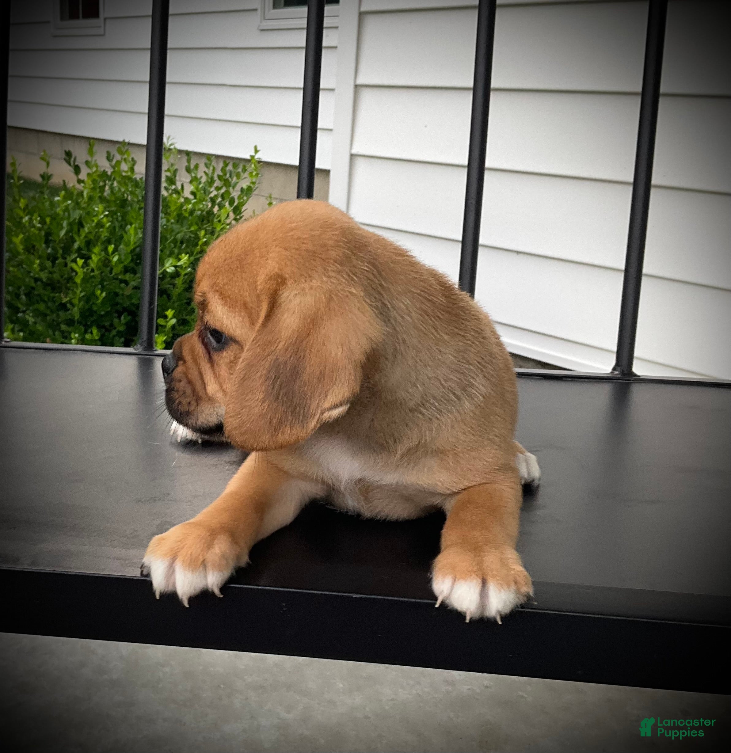 Puggle dogs Shiloh  - Ad 2