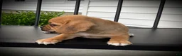Puggle dogs for sale: Shiloh  - Ad 2