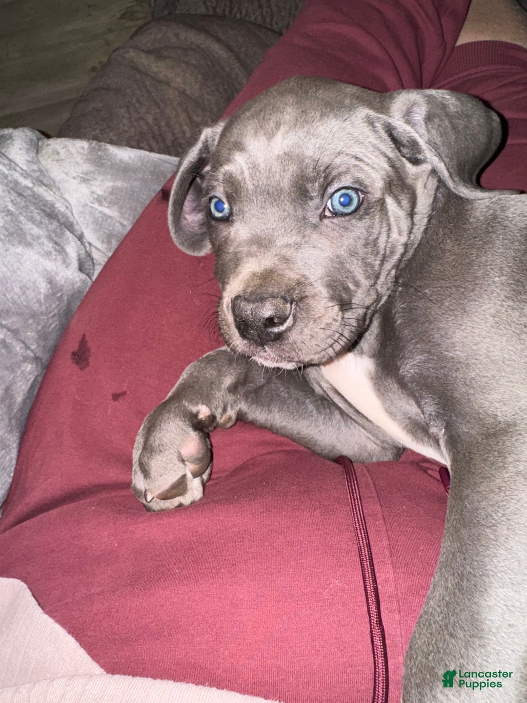 Cane Corso dogs for sale: Cane Corso Puppy 1 - Ad 4