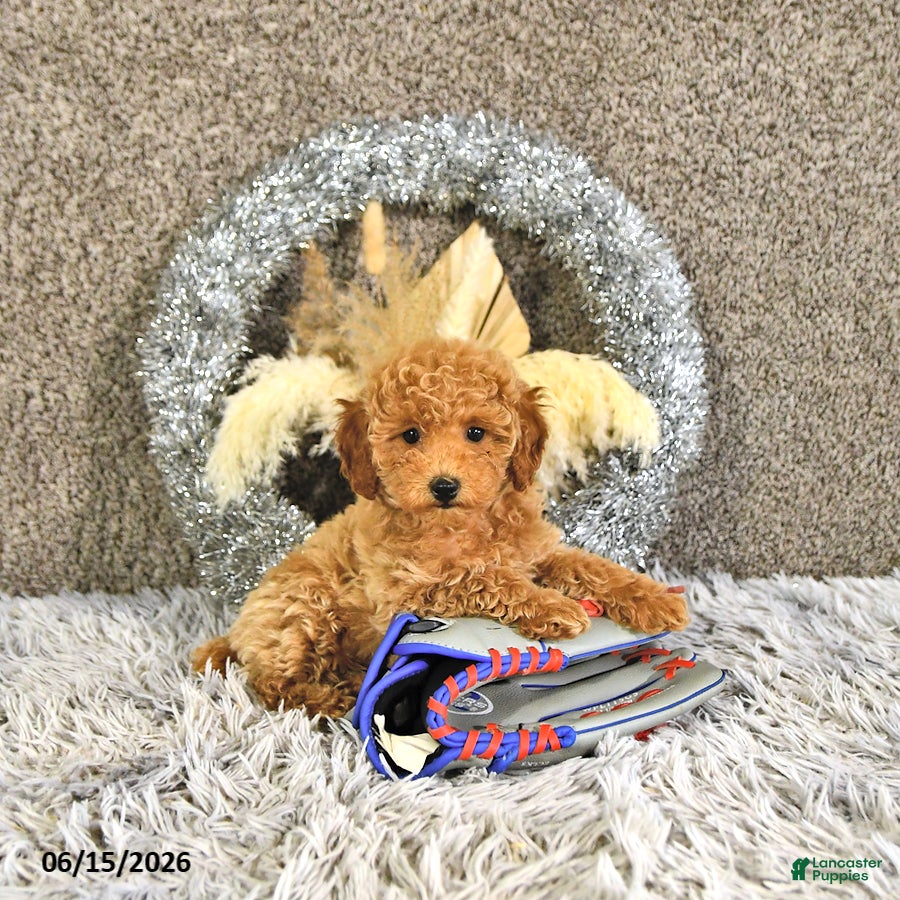 Toy Poodle dogs Juno - Ad 1