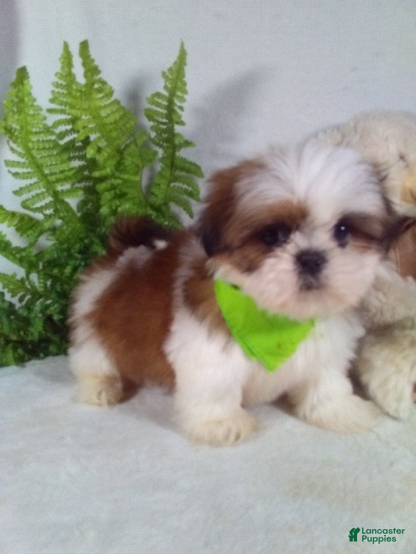 Shih Tzu dogs Cody - Ad 1