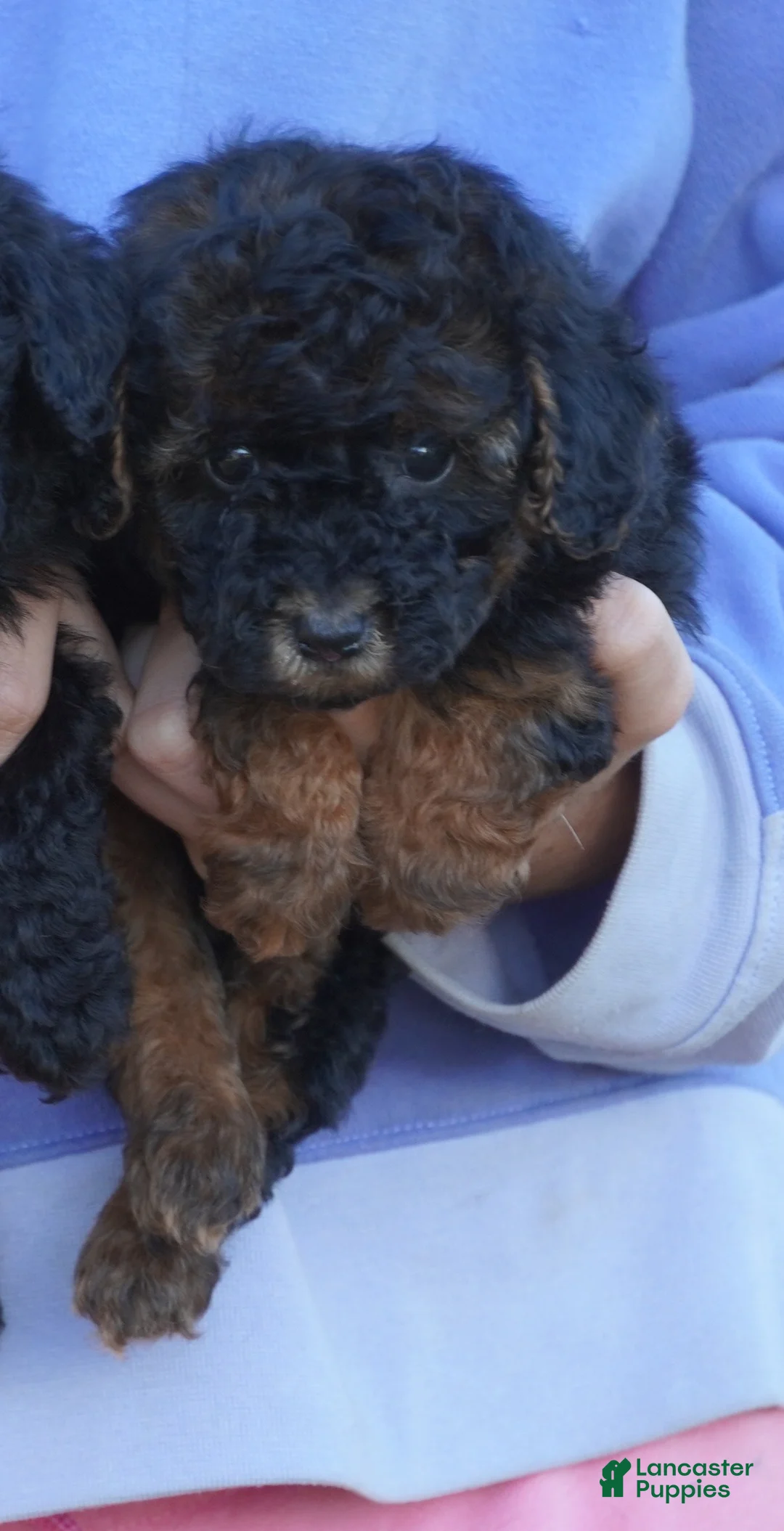 Toy Poodle dogs for sale: Black Red Phantom Female - Ad 2
