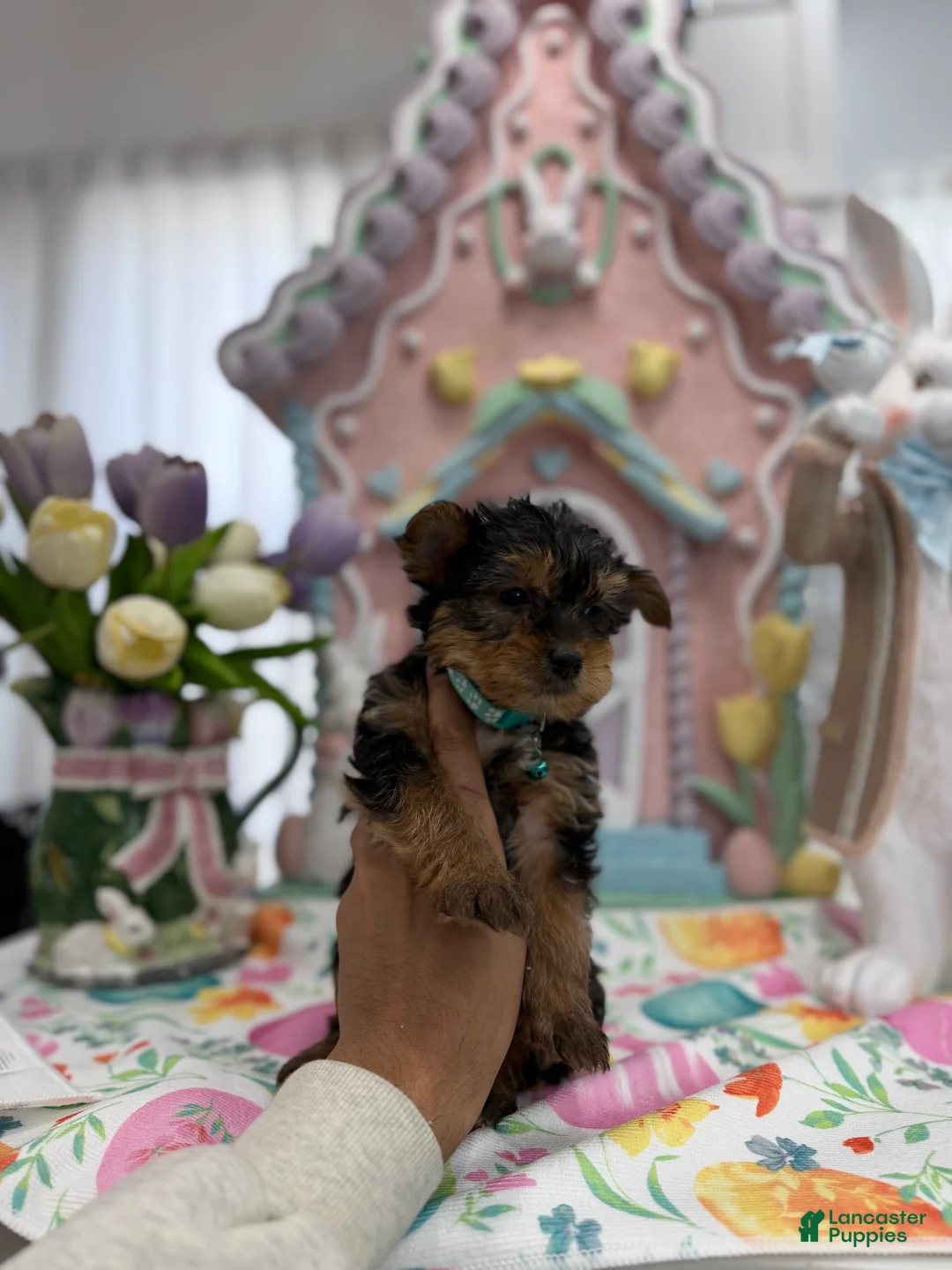 Yorkshire Terrier dogs for sale: Felix - Ad 2