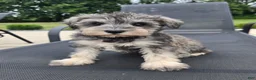 Miniature Schnauzer dogs for sale: Shelby - Ad 5