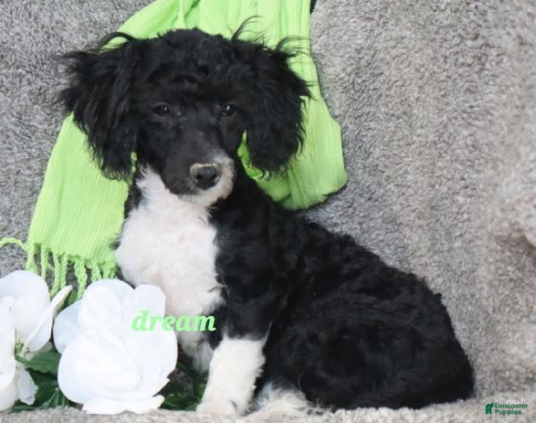 Bichpoo dogs Kameo - Ad 28