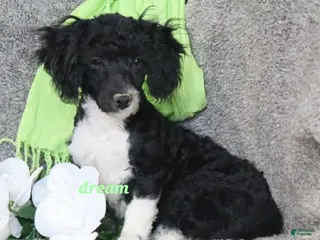 Bichpoo dogs Kameo - Ad 28