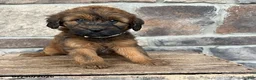 Whoodle dogs for sale: Myra - Ad 3