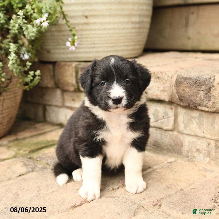 Collie Pups Pedigree Border Collies For Sale Border Collie Puppy