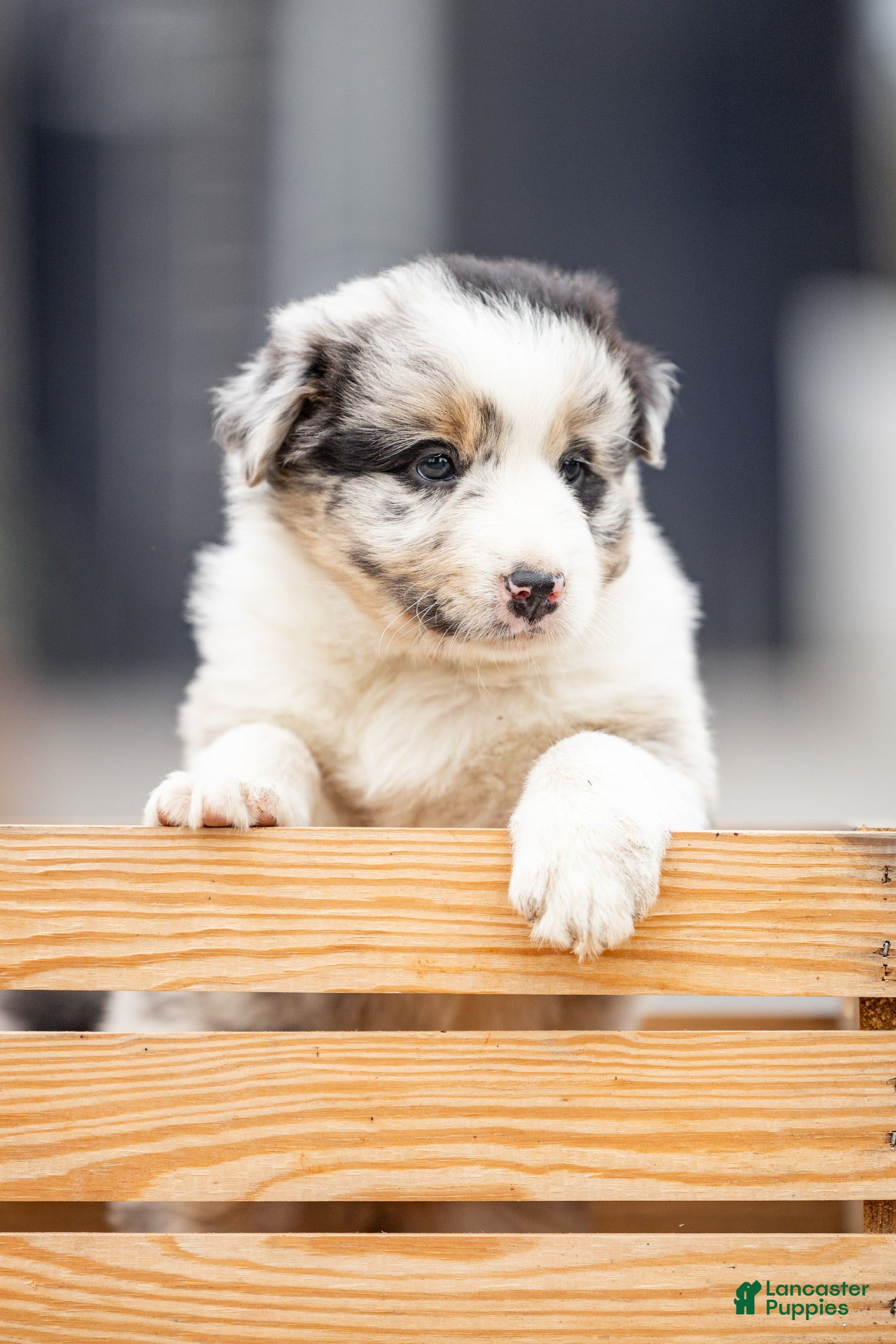 Mixed Breed dogs for sale: Max - Ad 4
