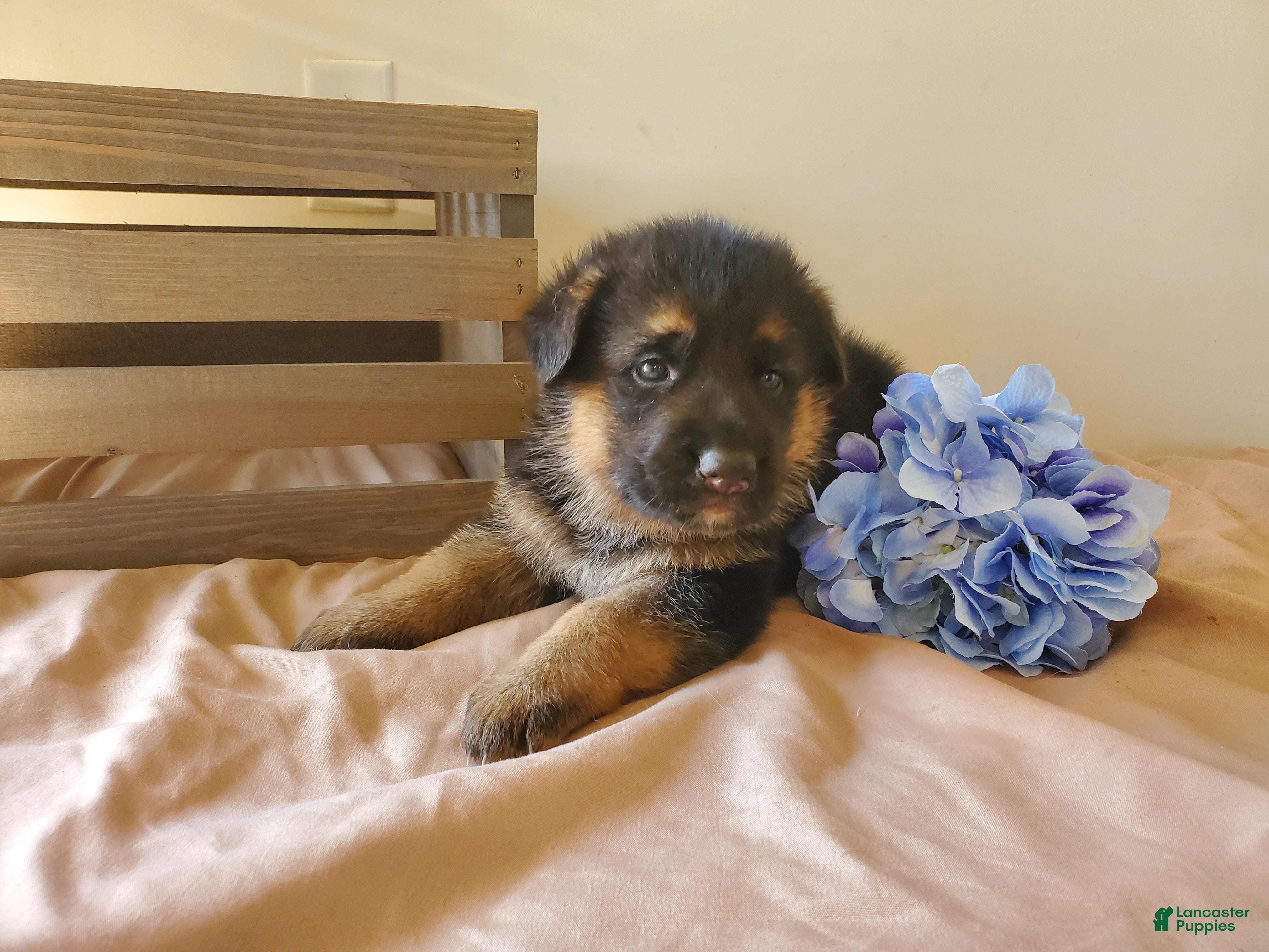 German Shepherd dogs Sparkle - Ad 2