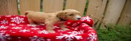 Goldendoodle dogs for sale: Ebony - Ad 7
