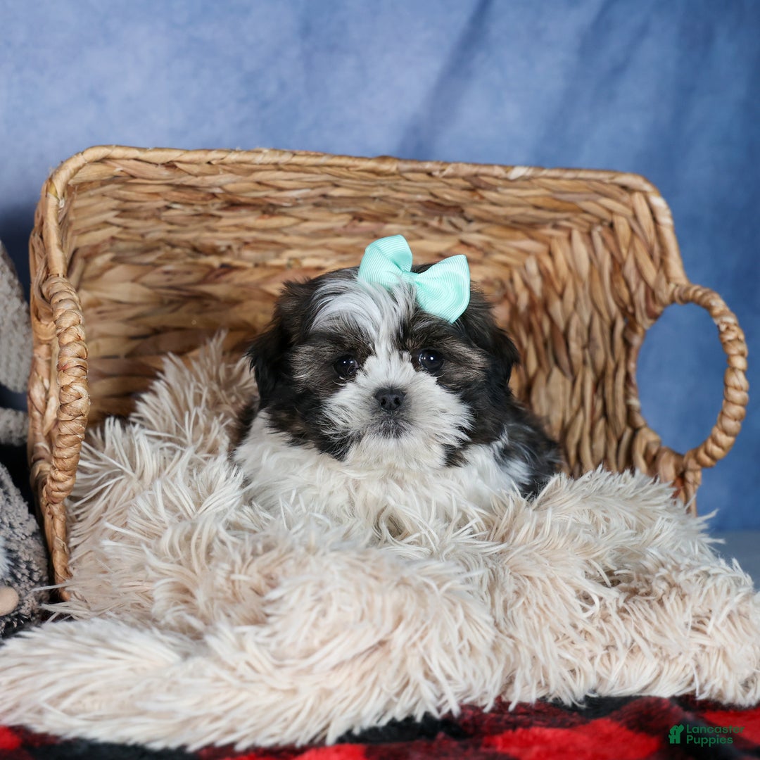 Shih Tzu dogs for sale: MERLE - Ad 12