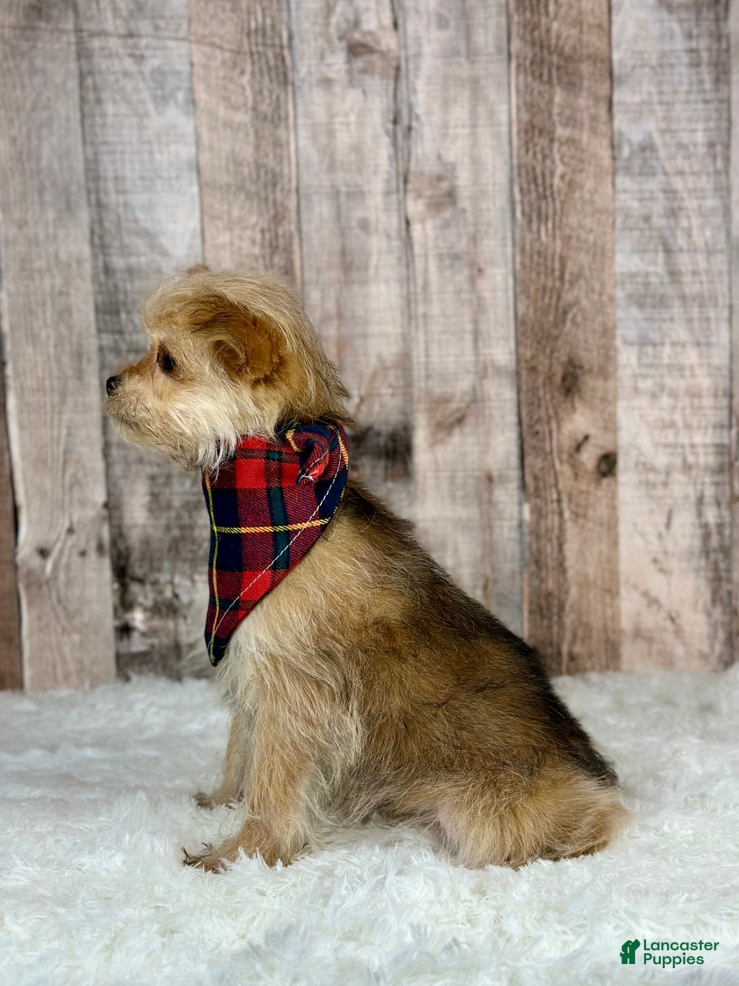 Morkie dogs for sale: Girl Ocean - 0002 - Ad 2
