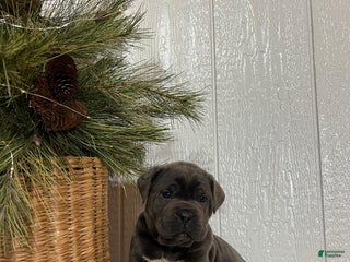 Cane Corso dogs Roxy - Ad 7