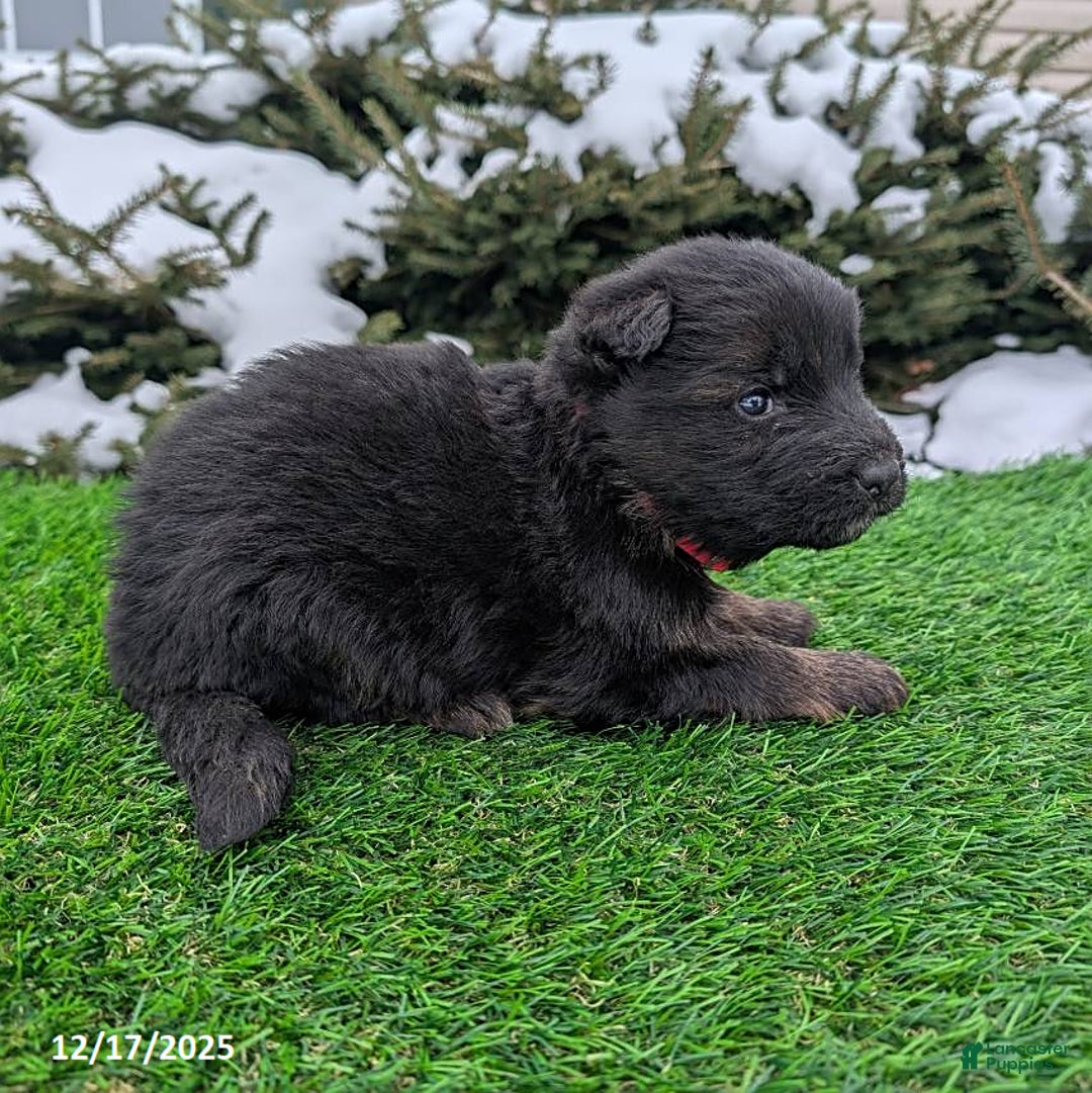 German Shepherd dogs for sale: Molly - Ad 5