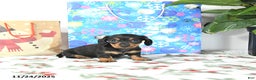 Miniature Dachshund dogs for sale: Lori - Ad 4