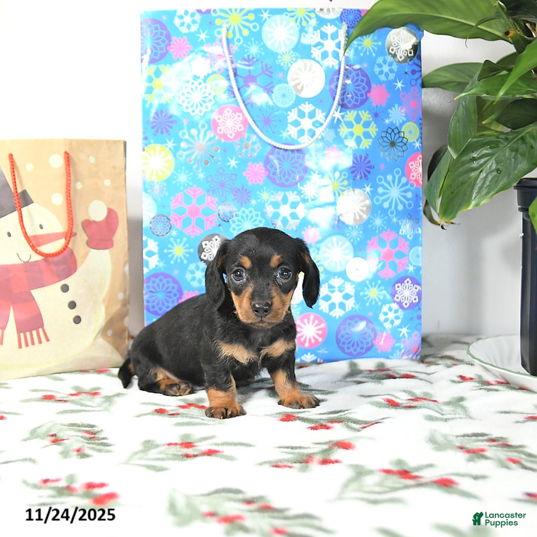 Miniature Dachshund dogs for sale: Lori - Ad 4
