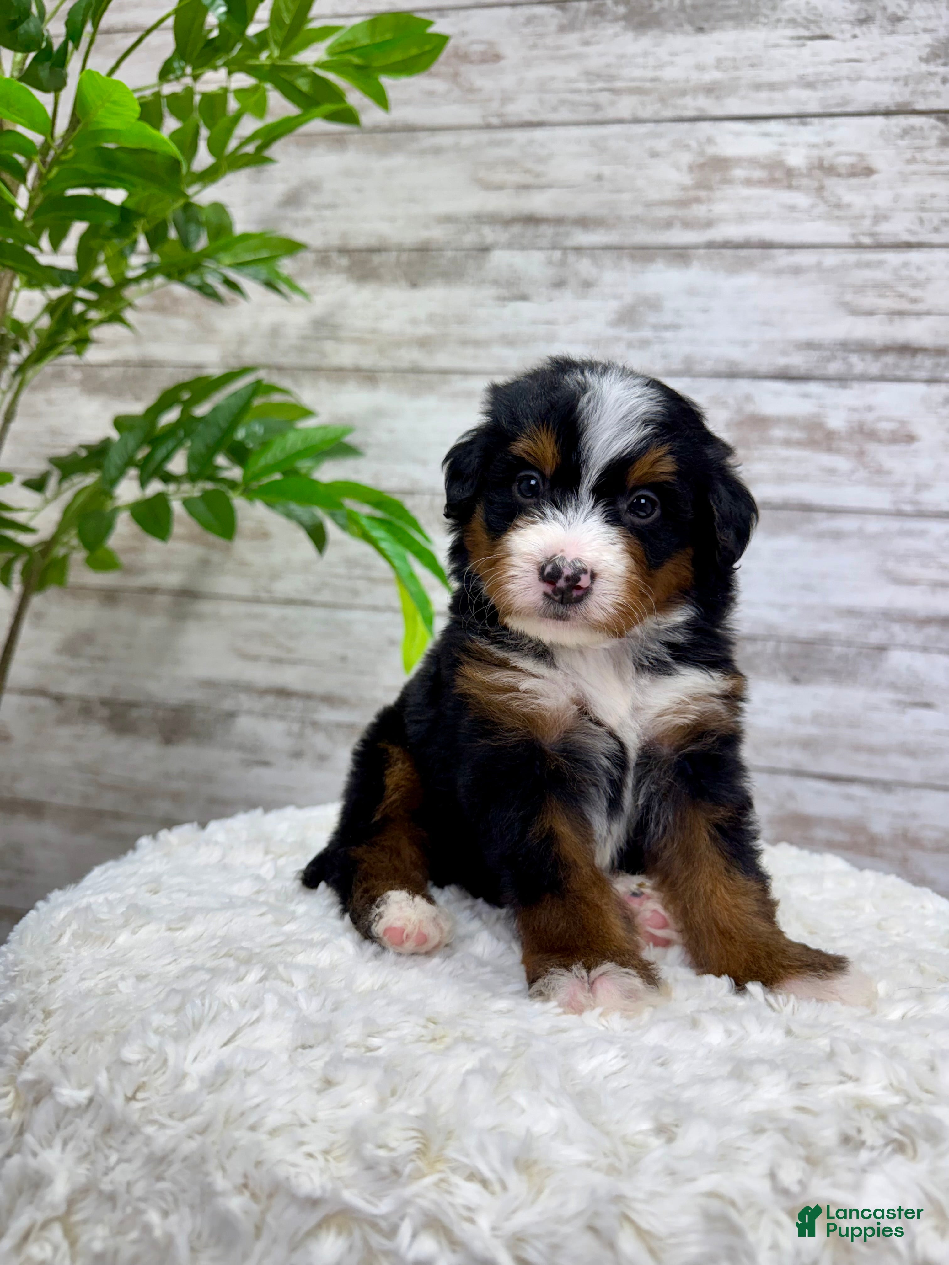 Mini Bernedoodle dogs 🙋‍♂️ Leo - Ad 2