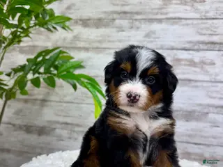 Mini Bernedoodle dogs 🙋♂️ Leo - Ad 2
