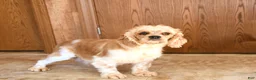 Cockapoo dogs for sale: Jayna - Ad 4
