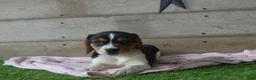 Beagle dogs for sale: Annie - Ad 3