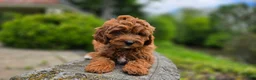 Cavapoo dogs for sale: Harvey - Ad 5