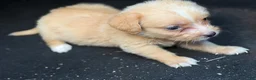 Chihuahua dogs for sale: Molly - Ad 4