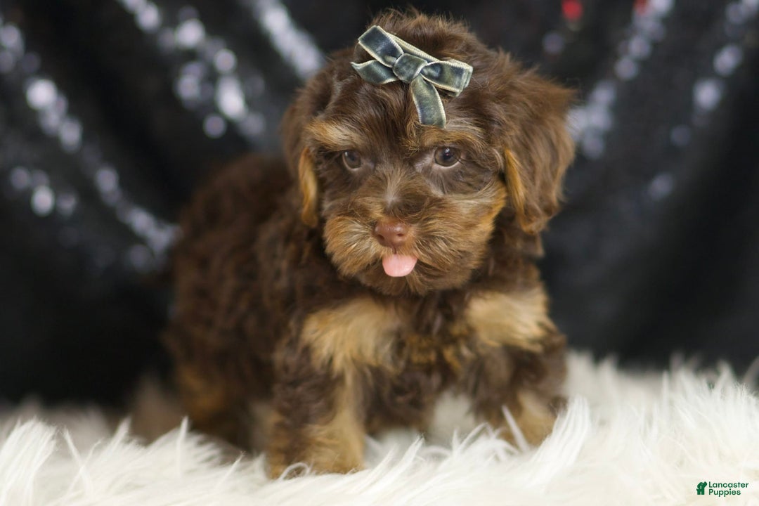 Yorkiepoo dogs for sale: Bugatti - Ad 3