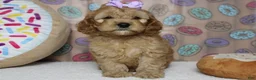 Cockapoo dogs for sale: Katie - Ad 1