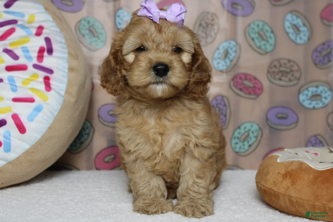 Cockapoo dogs for sale: Katie - Ad 1