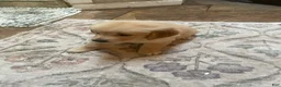 Golden Retriever dogs for sale: Yellow collar girl - Ad 3