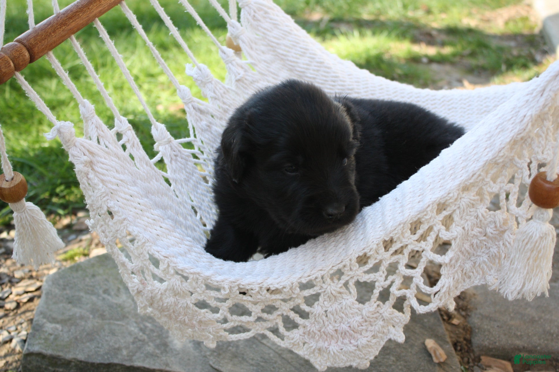 Newfoundland dogs Shadow - Ad 1