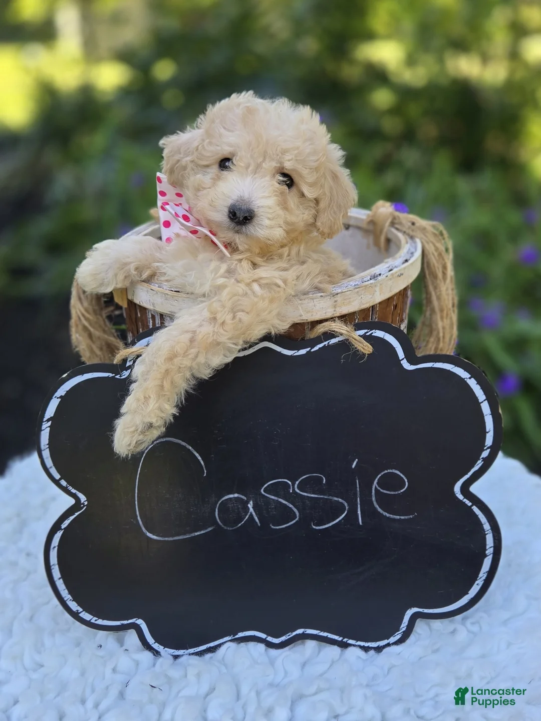 Miniature Poodle dogs for sale: Cassie - Ad 4