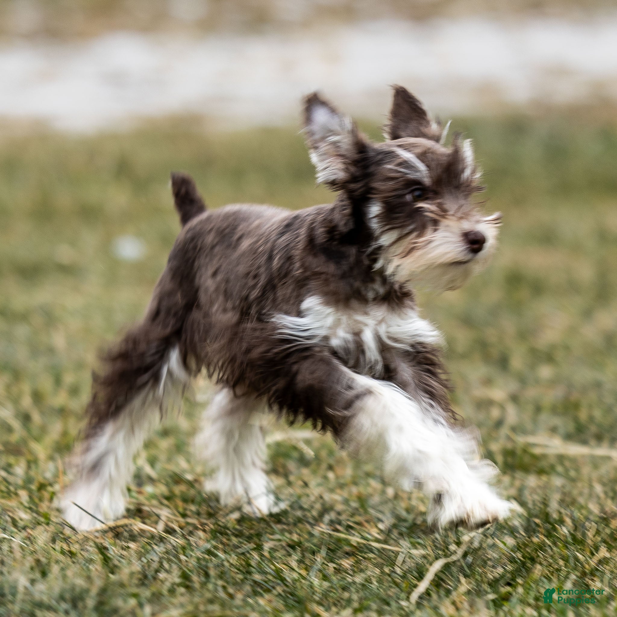 Miniature Schnauzer dogs Vicky - Ad 10