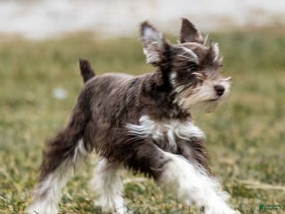 Miniature Schnauzer dogs Vicky - Ad 10