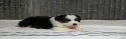 Miniature Australian Shepherd dogs for sale: Logan Miniature Australian Shepherd Puppy  - Ad 6