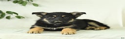 Gerberian Shepsky dogs for sale: Monty - Ad 5