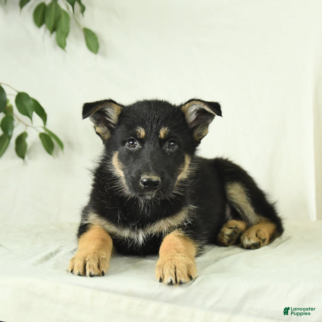 Gerberian Shepsky dogs for sale: Monty - Ad 5