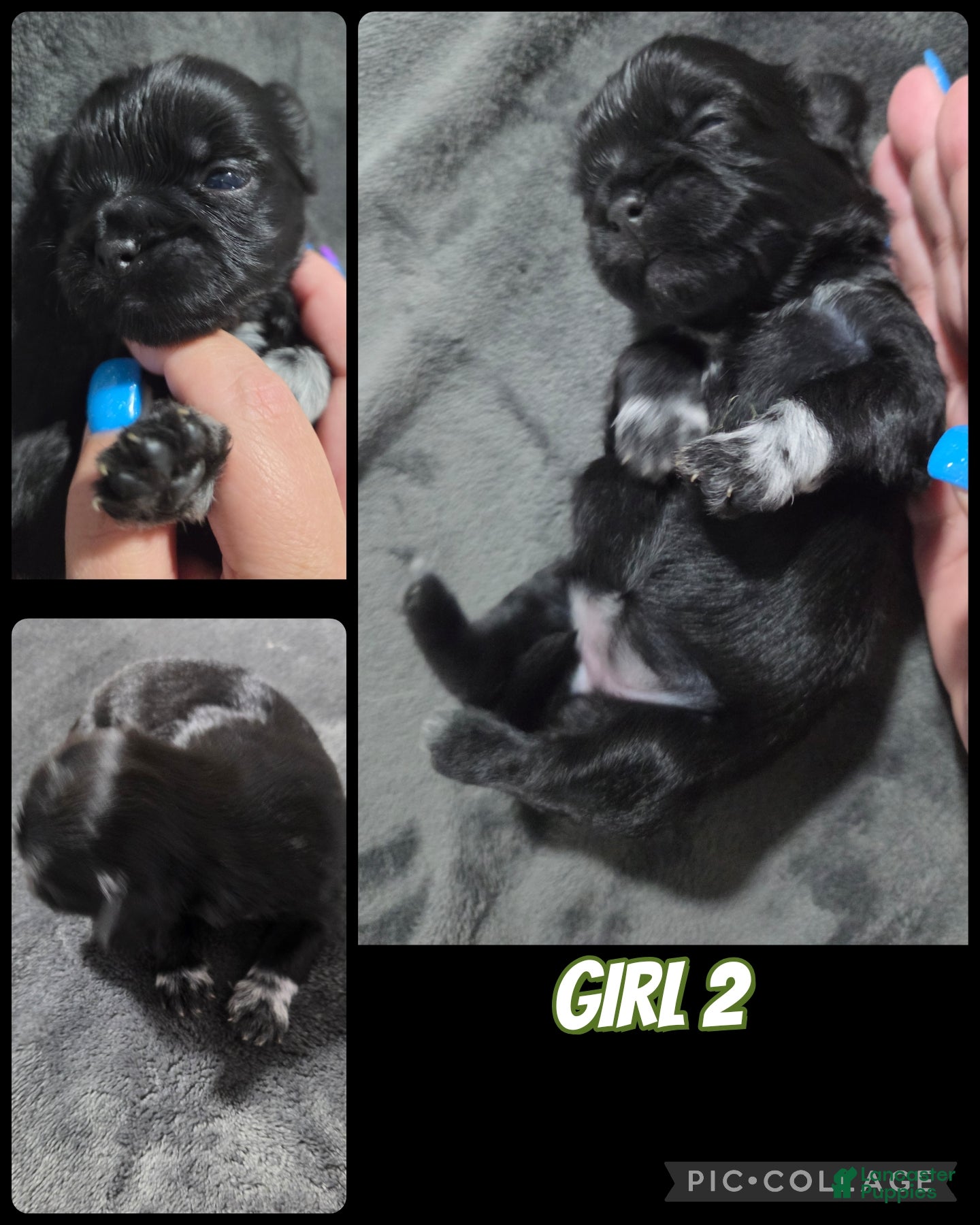 Shih Tzu dogs Shih Tzu Girl 2 - Ad 40